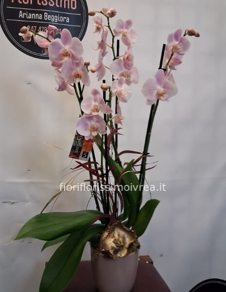 Orchidea con confezione natalizia